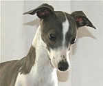 Caelyn, About Time Italian Greyhound Puppy!
